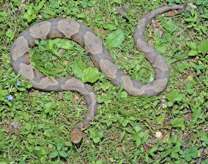 What Eats Copperhead Snakes: Natural Predators Guide