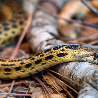 What is a Gopher Snake? Species Overview