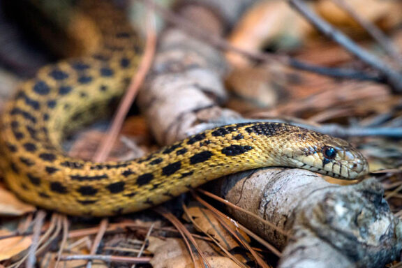 What is a Gopher Snake? Species Overview