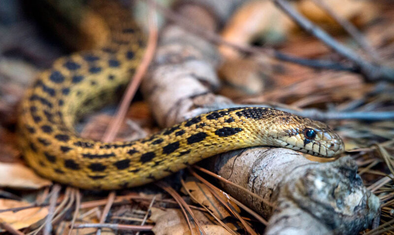 What is a Gopher Snake? Species Overview