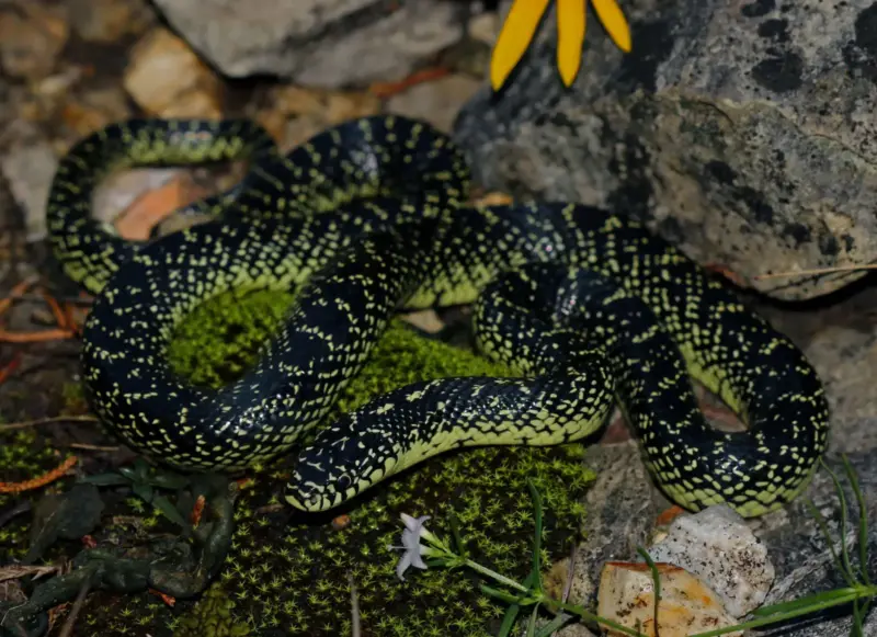 What is a King Snake: Complete Species Overview