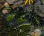 What is a King Snake: Complete Species Overview