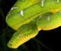 What is a Tree Boa: Complete Guide to These Reptiles