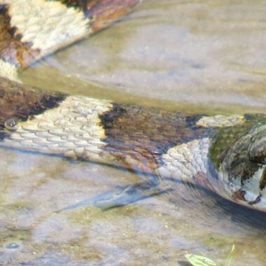 What is a Water Snake: Essential Facts & Features