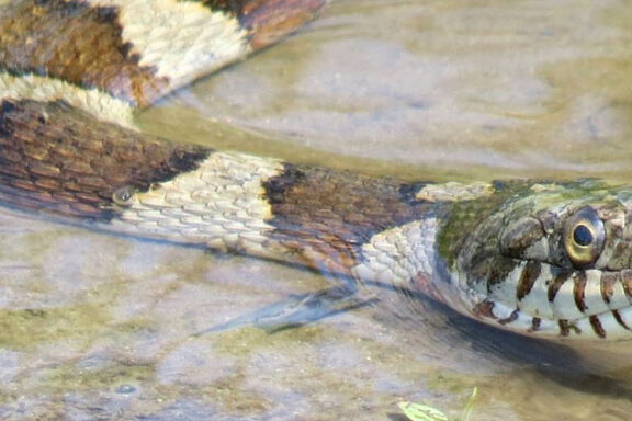 What is a Water Snake: Essential Facts & Features