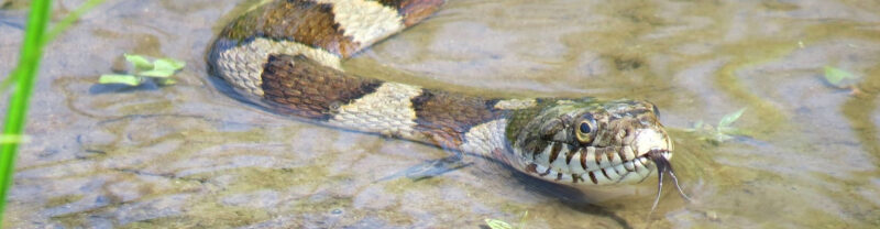 What is a Water Snake: Essential Facts & Features