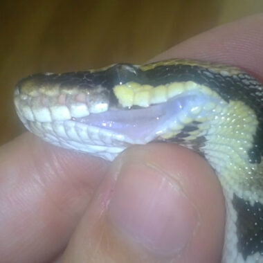 Wheezing in Ball Pythons: Signs & Treatment