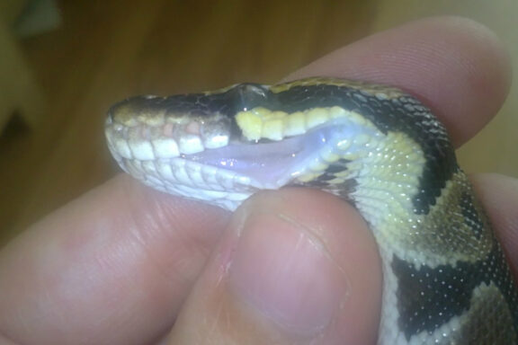 Wheezing in Ball Pythons: Signs & Treatment