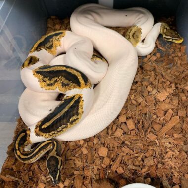 When Is a Ball Python Fully Grown?