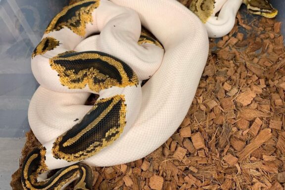 When Is a Ball Python Fully Grown?