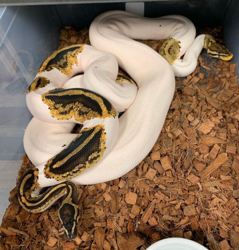 When Is a Ball Python Fully Grown?