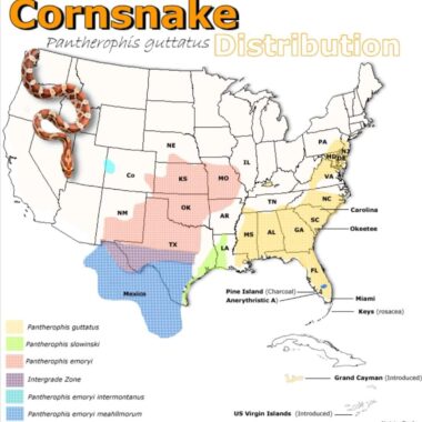 Where Are Corn Snakes Native To? Habitat Range