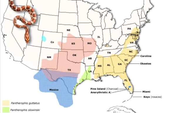 Where Are Corn Snakes Native To? Habitat Range