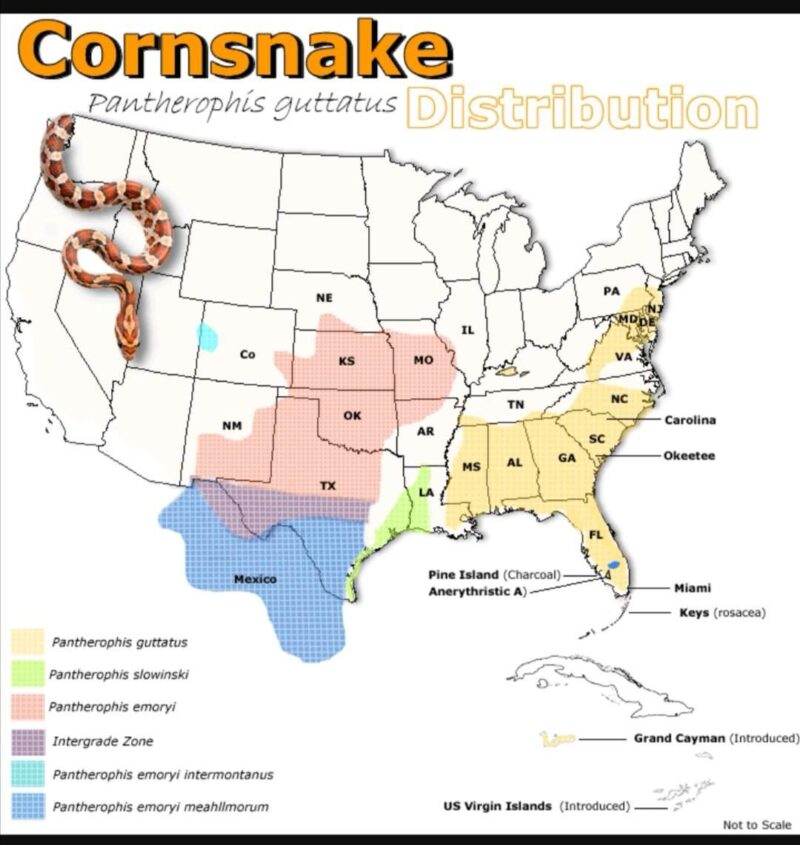 Where Are Corn Snakes Native To? Habitat Range