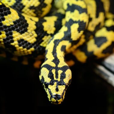 Where Do Carpet Pythons Live: Natural Habitat Guide