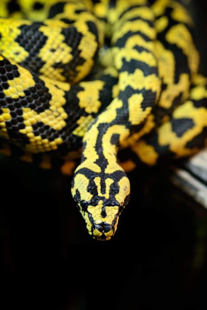 Where Do Carpet Pythons Live: Natural Habitat Guide