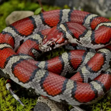 Where Do Milk Snakes Live: Habitat Guide