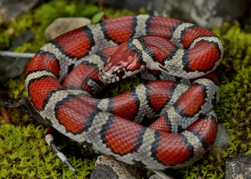 Where Do Milk Snakes Live: Habitat Guide