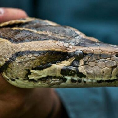 Where Is the Burmese Python From: Native Habitat Guide