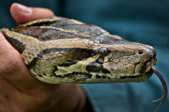 Where Is the Burmese Python From: Native Habitat Guide