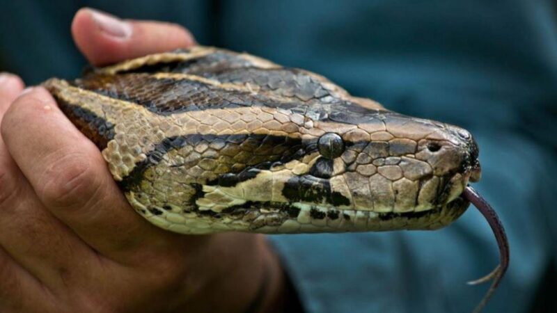 Where Is the Burmese Python From: Native Habitat Guide