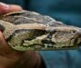 Where Is the Burmese Python From: Native Habitat Guide