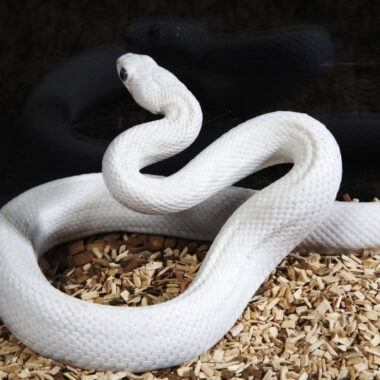 White Ball Pythons: Morphs and Care Tips