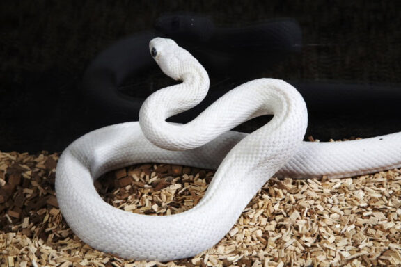 White Ball Pythons: Morphs and Care Tips