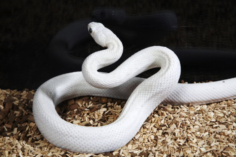 White Ball Pythons: Morphs and Care Tips