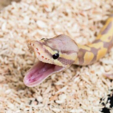 Why Do Ball Pythons Yawn? Understanding Behavior