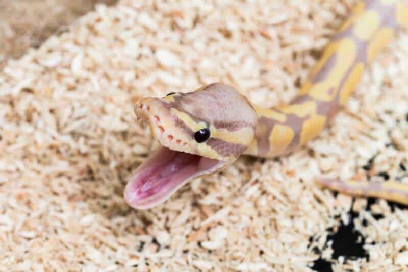 Why Do Ball Pythons Yawn? Understanding Behavior