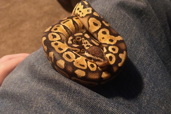 Why Is My Ball Python Curled Up? Behavior Insights