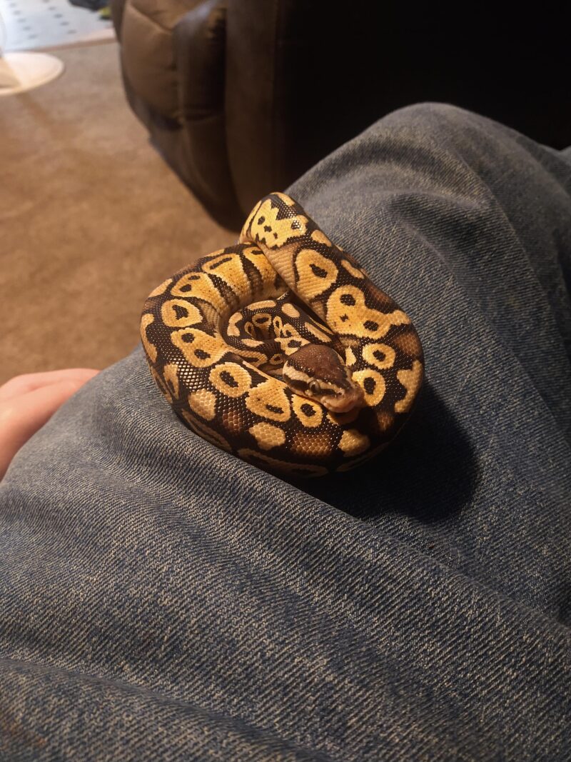 Why Is My Ball Python Curled Up? Behavior Insights