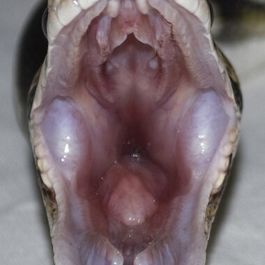 Why Is My Ball Python Drooling? Health Insights