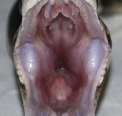 Why Is My Ball Python Drooling? Health Insights