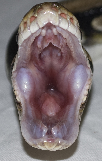 Why Is My Ball Python Drooling? Health Insights