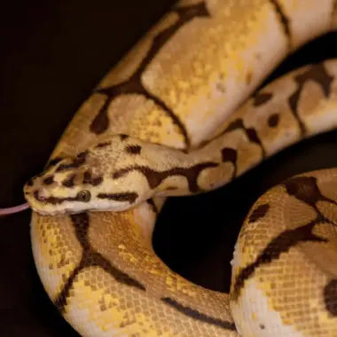 Why Is My Ball Python Hissing? Causes & Solutions