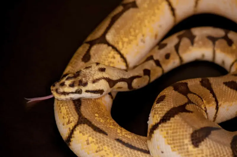 Why Is My Ball Python Hissing? Causes & Solutions