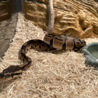 Why Is My Ball Python Not Eating? Solutions