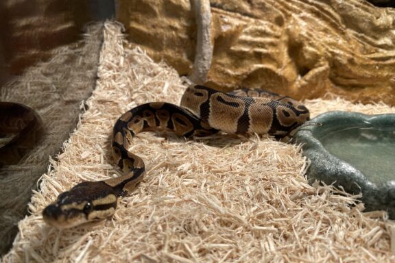 Why Is My Ball Python Not Eating? Solutions