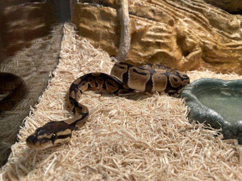 Why Is My Ball Python Not Eating? Solutions