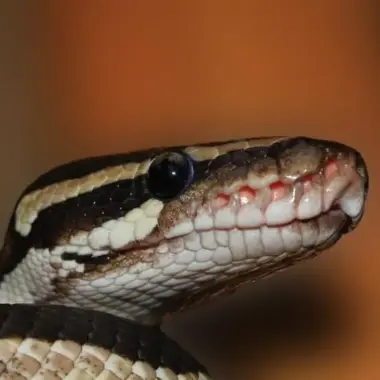 Why Is My Ball Python’s Mouth Open? Causes