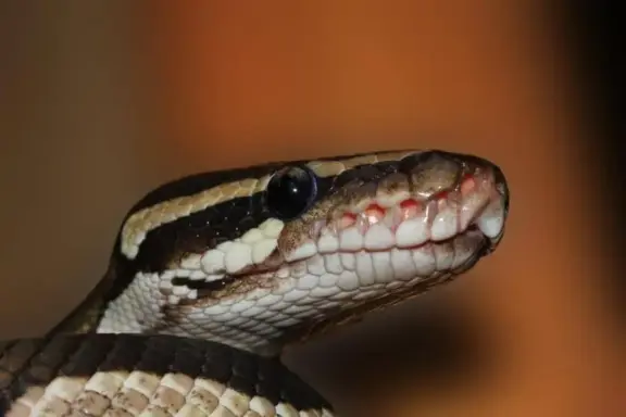 Why Is My Ball Python’s Mouth Open? Causes