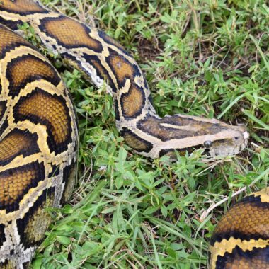 Why Is the Burmese Python Invasive: Impact Guide