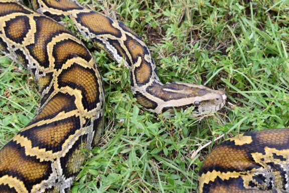 Why Is the Burmese Python Invasive: Impact Guide