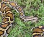 Why Is the Burmese Python Invasive: Impact Guide