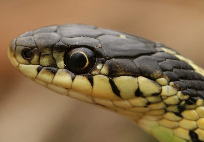 Will a Garter Snake Bite: Behavior and Risk Guide