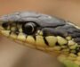 Will a Garter Snake Bite: Behavior and Risk Guide