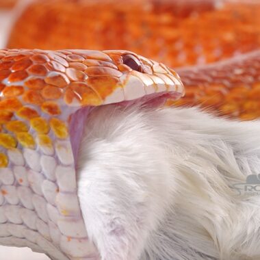 Will Corn Snakes Eat Crickets? Feeding Facts