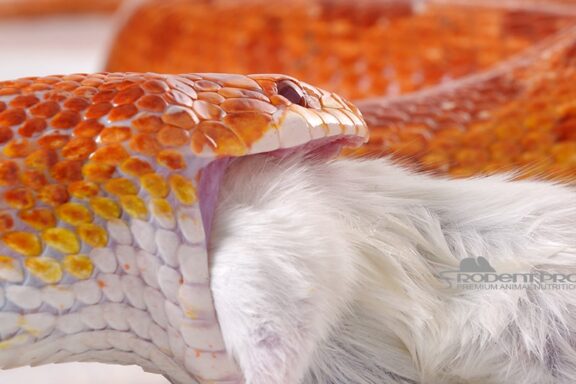 Will Corn Snakes Eat Crickets? Feeding Facts